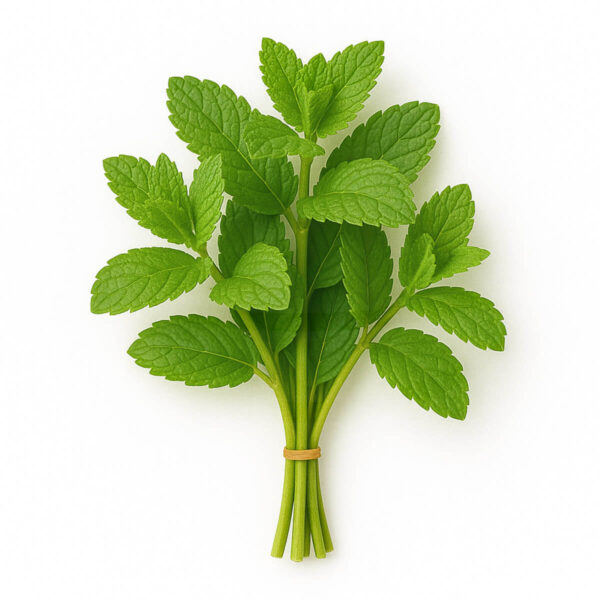 Menta Fresca, Verdes & Co (25 gr)